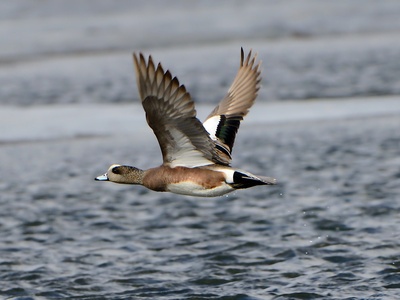American Wigeon