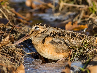 American Woodcock