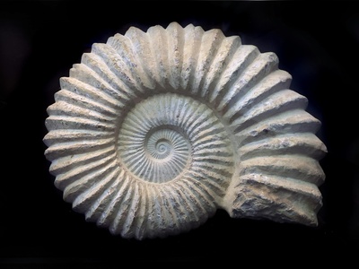 Ammonite
