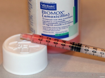 Amoxicillin oral suspension