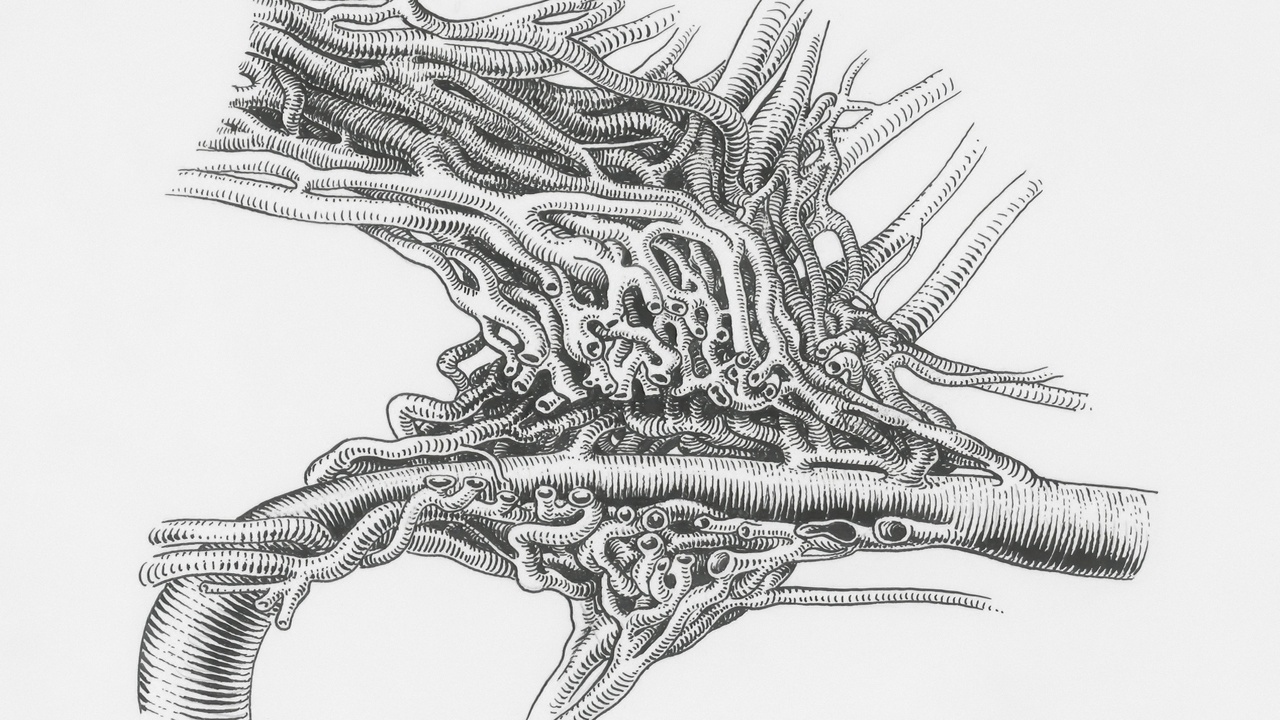 Diagram comparing herbivore and carnivore digestive systems and teeth
