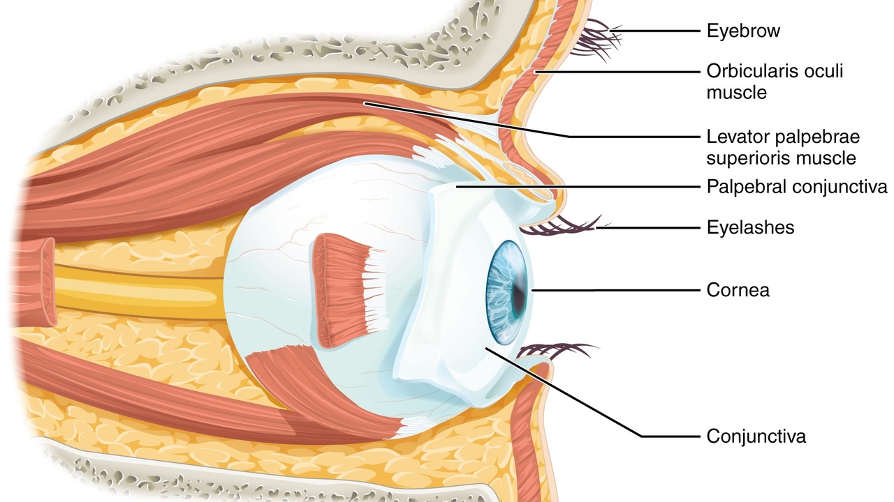 Cross-sectional view of the human eye showing cornea, lens, retina and extraocular muscles
