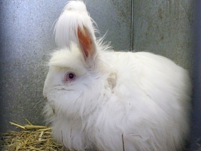 Angora rabbit (breed)