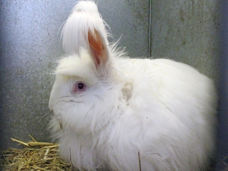 Angora Rabbits Genetics Domesticated Animals: The Complete List - 33Science