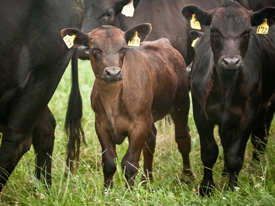 Angus (cattle breed)