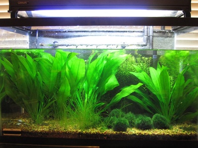 Aquarium (tank water with gravel and plants)