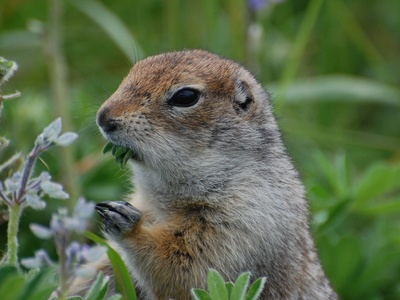 Arctic ground squirrel