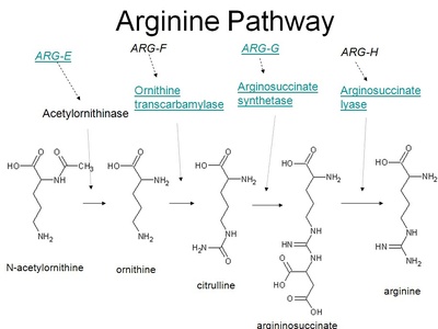Arginine