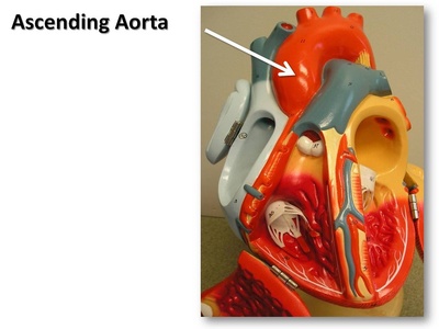 Ascending aorta