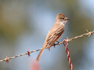 Ash-throated Flycatcher