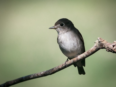 Asian Brown Flycatcher