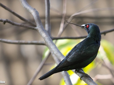Asian Glossy Starling