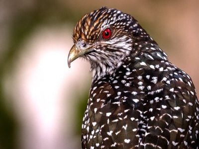 Asian Koel
