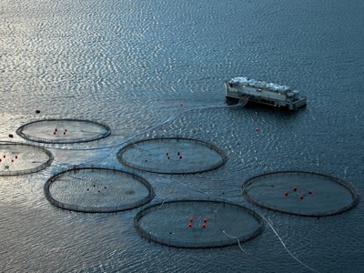 Atlantic salmon (farmed)