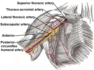 Axillary artery