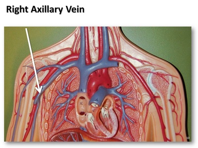 Axillary vein