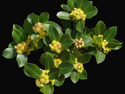 Azores laurel