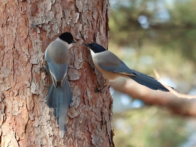 Azure-winged Magpie