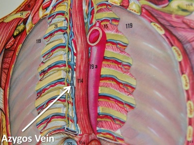 Azygos vein