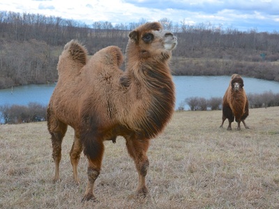 Bactrian camel