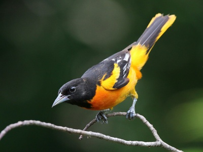 Baltimore Oriole