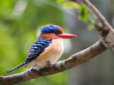 Banded Kingfisher
