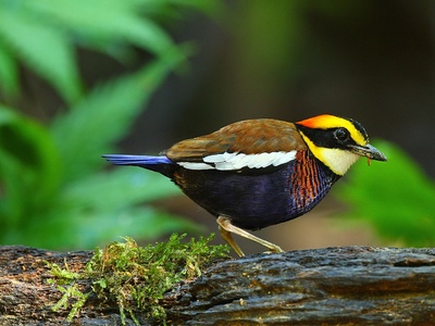 Banded Pitta
