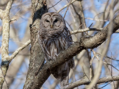 Barred Owl