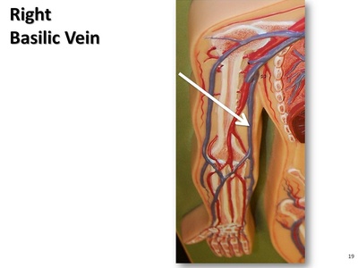 Basilic vein