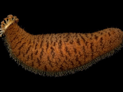 Beche-de-mer (sea cucumber)