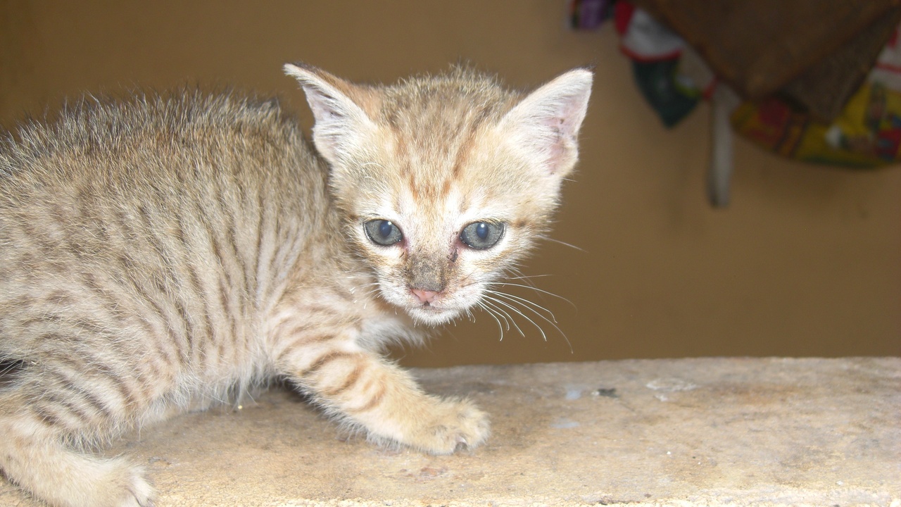 Domestic cat displaying alert body language and tail position.