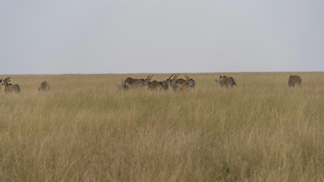 Grazing herd versus stalking predator illustrating behavioral differences