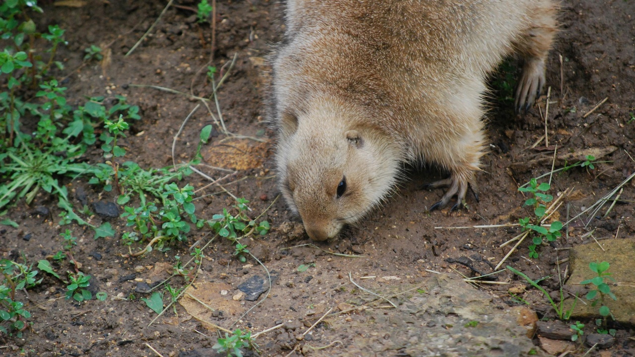 Bats flying at dusk with one highlighted using echolocation; social group of hyenas in the background