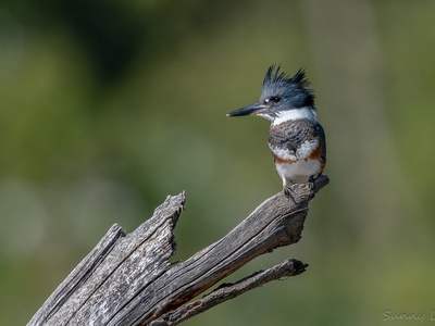 Belted Kingfisher