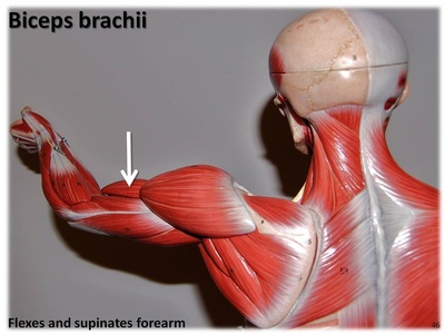 Biceps brachii