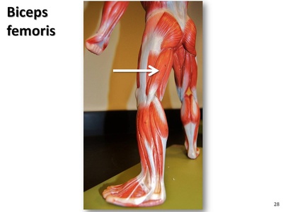 Biceps femoris