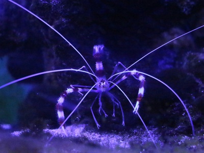 Biological Oceanography