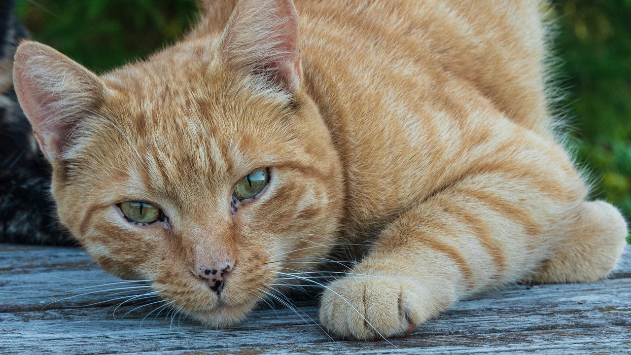 Close-up of a cat showing whiskers and facial anatomy