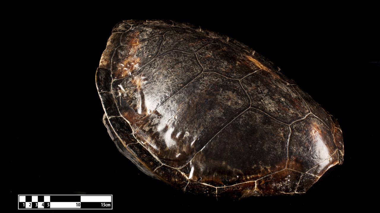 Illustration showing turtle anatomy and shell cross-section