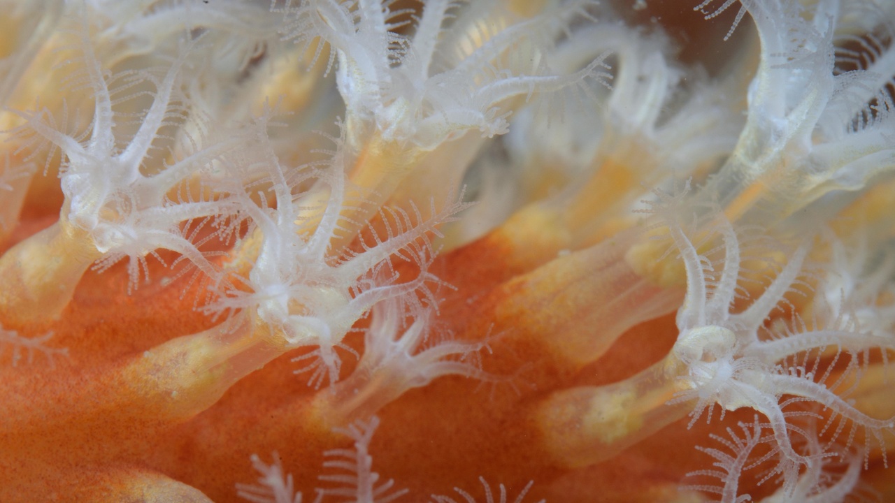 Close-up of coral polyps and symbiotic algae showing reef biodiversity