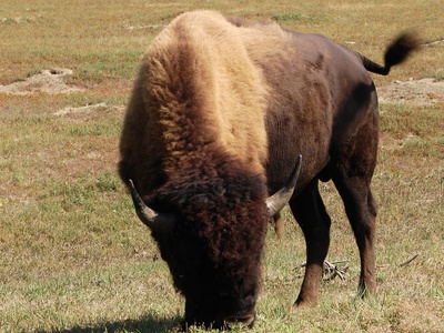 Bison (farmed American bison)