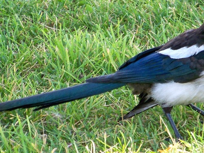Black-billed Magpie
