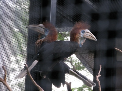 Black-casqued hornbill
