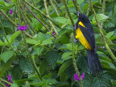 Black-cowled Oriole