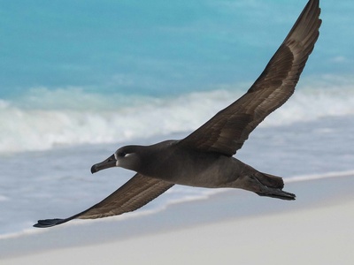 Black-footed Albatross