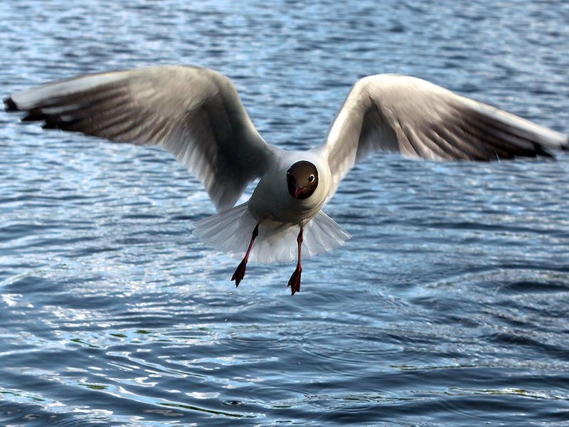 Birds of the Netherlands: The Complete List - 33Science