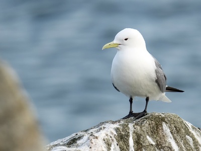 Black-legged Kittiwake