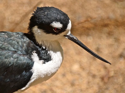 Black-necked Stilt