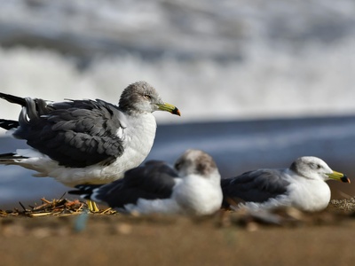 Black-tailed Gull