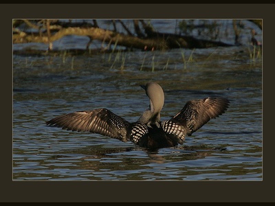 Black-throated Diver